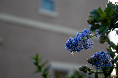 Close-up of purple flowering plant