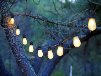 Low angle view of illuminated light bulb against trees at night