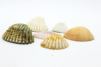 shell