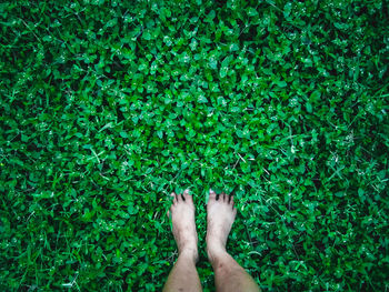Low section of woman standing by plants
