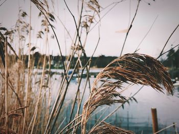 Close-up of grass against sky