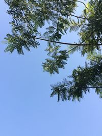 Low angle view of trees against clear sky