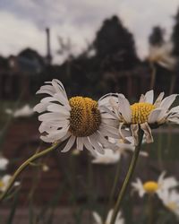 Close-up of white daisy