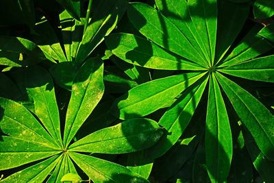 Close-up of green leaves