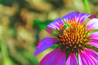Close-up of pink flowers