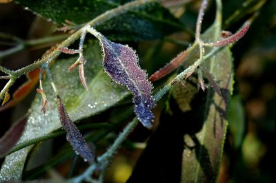 Close-up of frozen plant leaves