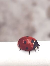 Close-up of ladybug on snow