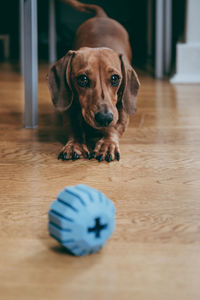 Portrait of dog on hardwood floor