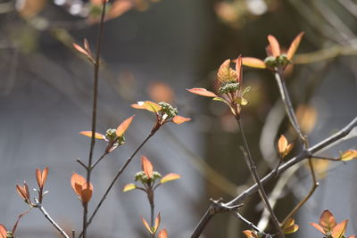 Close-up of flowering plant