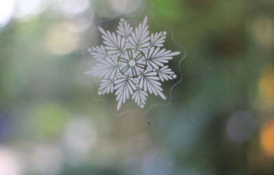 Close-up of plant during winter