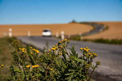 Yellow flowering plant by road against clear blue sky