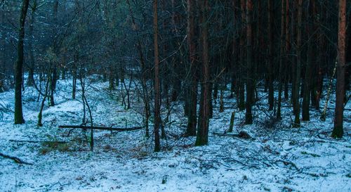 Trees on snow covered landscape