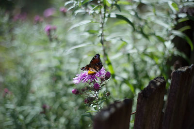 Close-up of bee pollinating on purple flower