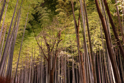 Arashiyama bamboo grove zen garden light up at night. arashiyama, kyoto, japan