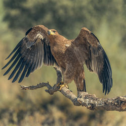 Close-up of eagle on branch