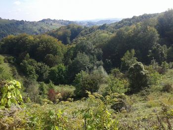 Scenic view of forest