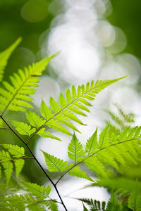 Close-up of plant