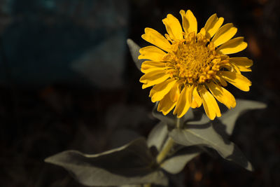 Close-up of yellow flowering plant