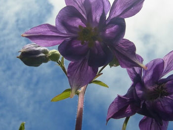 Close-up of pink flowers