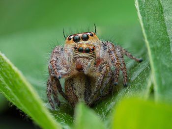 Close-up of spider