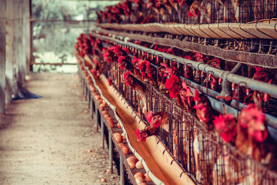 Interior of chicken pen