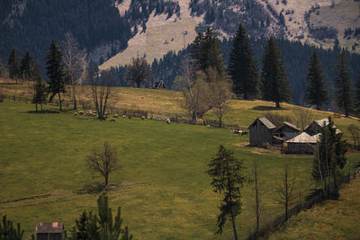 Trees on field