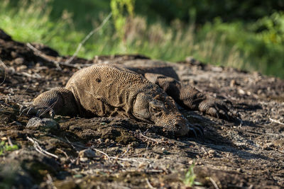 Close-up of lizard on land