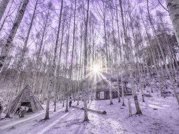 Bare trees on snow covered field