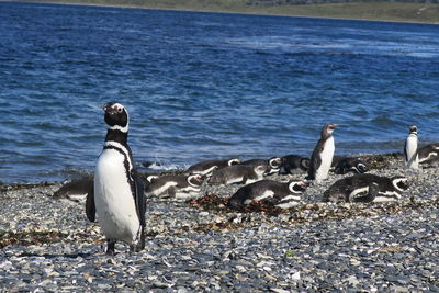 View of birds on beach