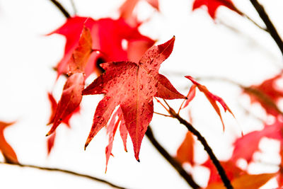 Close-up of red maple leaves