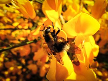 Close-up of bee pollinating on yellow flower