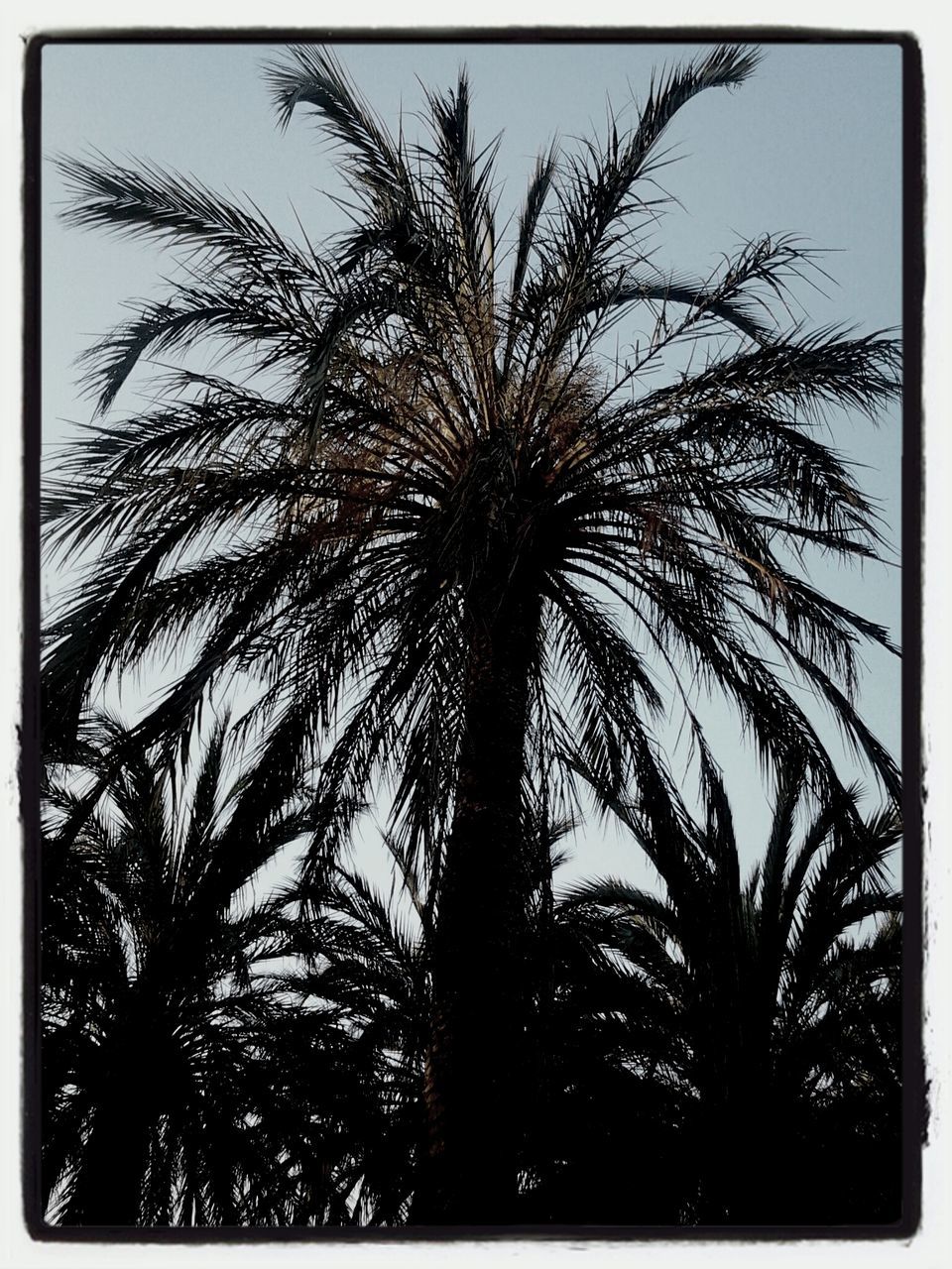 palm tree, transfer print, tree, low angle view, silhouette, auto post production filter, growth, sky, nature, tranquility, beauty in nature, branch, sunset, outdoors, tree trunk, scenics, no people, tranquil scene, clear sky, dusk