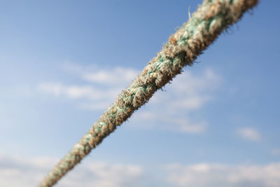 Close-up of leaf against sky