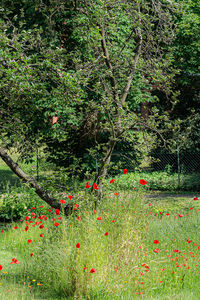 View of flowering plants on land