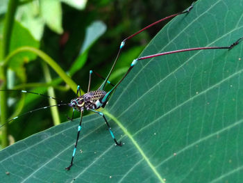 Close-up of insect on leaf