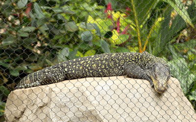 Lizard relaxing on rock seen through chainlink fence at zoo