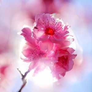 Close-up of pink flowers