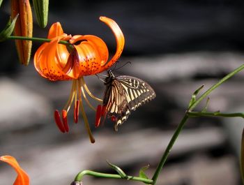 Butterfly looking for nector