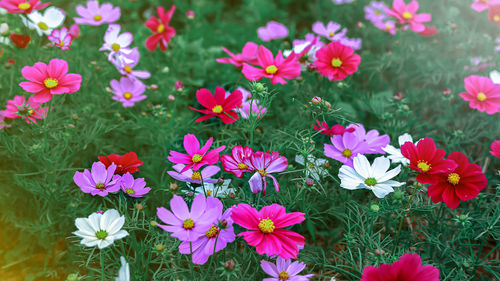 High angle view of pink flowering plants on field