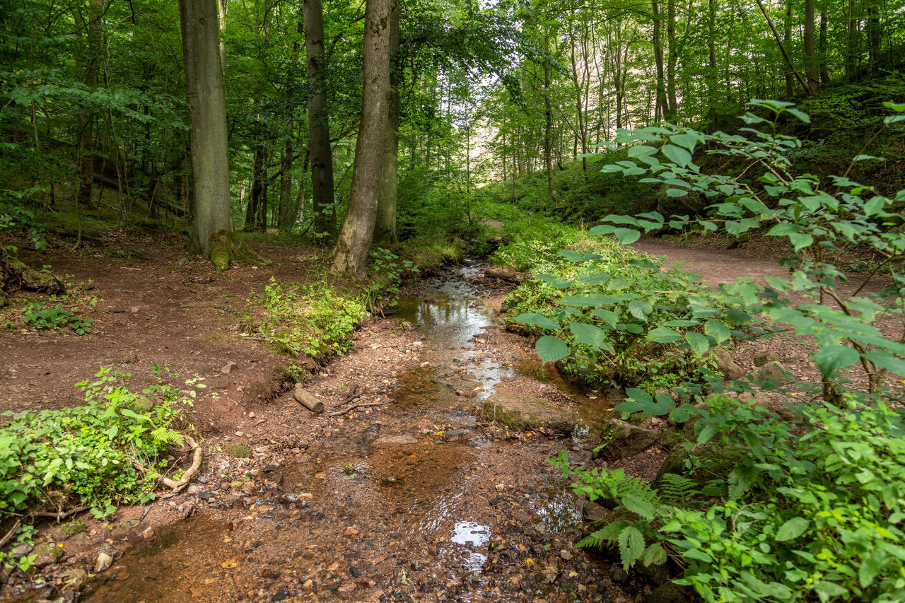 PLANTS GROWING IN STREAM