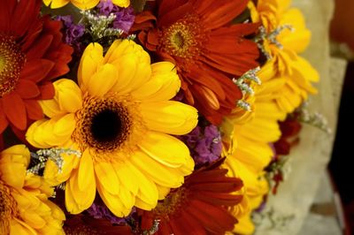 High angle view of sunflowers