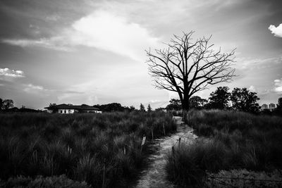 Bare tree on field against sky