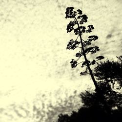 Low angle view of trees against sky