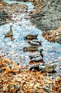 Leaves floating on water