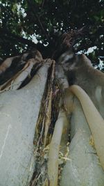 Close-up of fish in tree