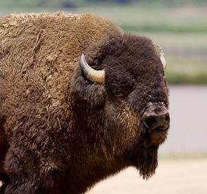 Close-up of a buffalo 