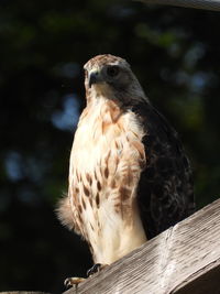 Red tailed hawk close up