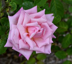 Close-up of pink rose blooming outdoors