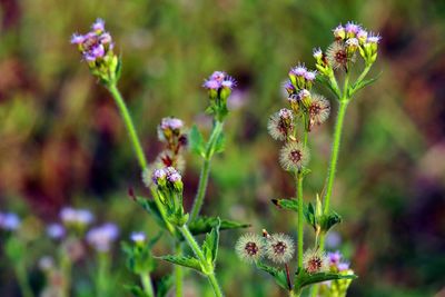 Close-up of flowers