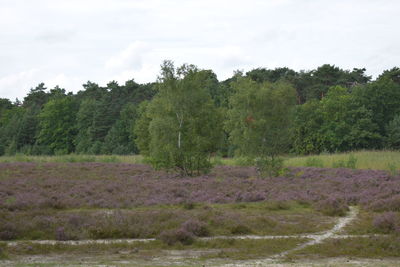 Trees growing on field against sky